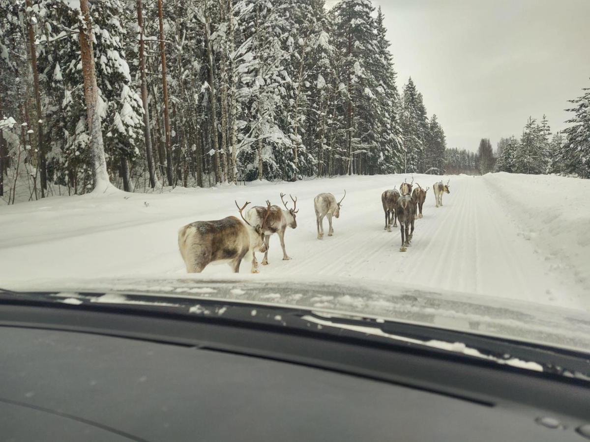 Lagomhuset - A Peaceful Holiday In Swedish Lapland Vidsel Exterior photo